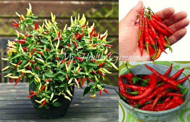 Birds Red Hot Chili Peppers Logo - SEEDS – Dwarf Red Hot Chili Pepper “Bird's Eye Demon” Patio Thai ...