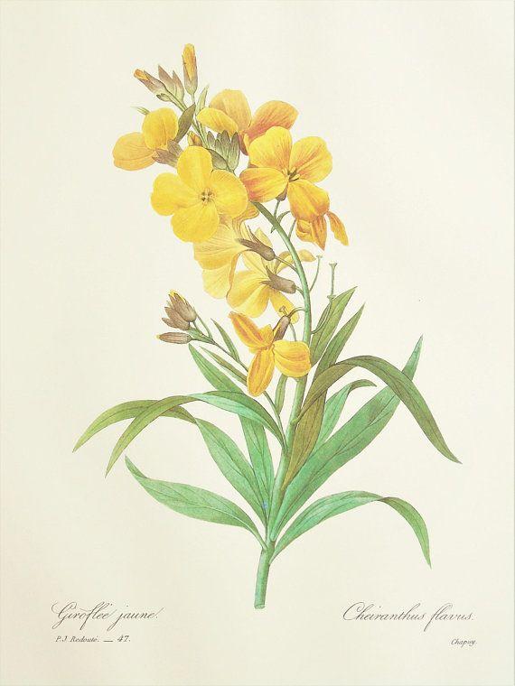 Yellow Flower Chupa Logo - Pierre Redoute Yellow Wallflowers Flower Print 1980s Vintage