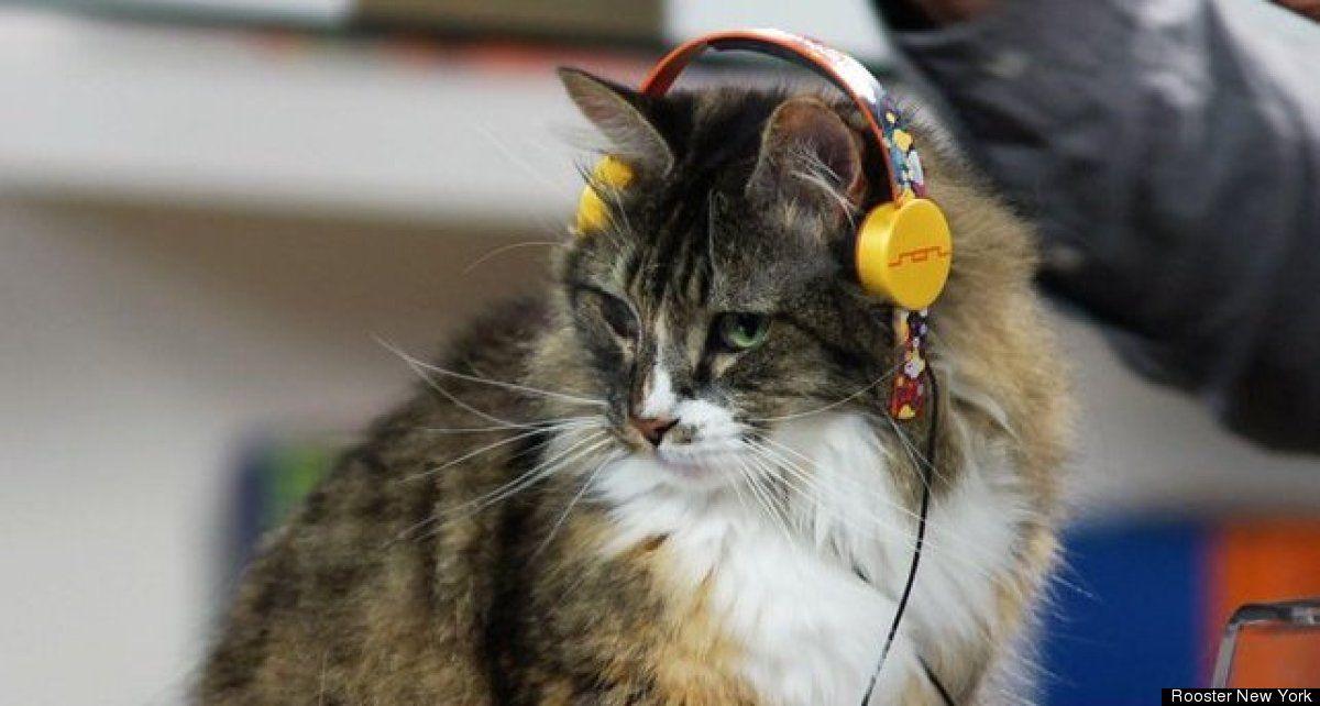 Cat with Headphones Logo - 11 Products That Make Cats More Like Humans (SLIDESHOW) | HuffPost