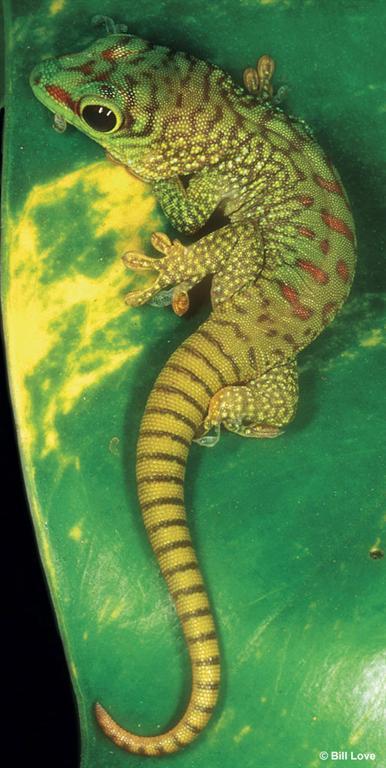 GEICO Gecko Logo - What Kind of Lizard Is The Geico Gecko?