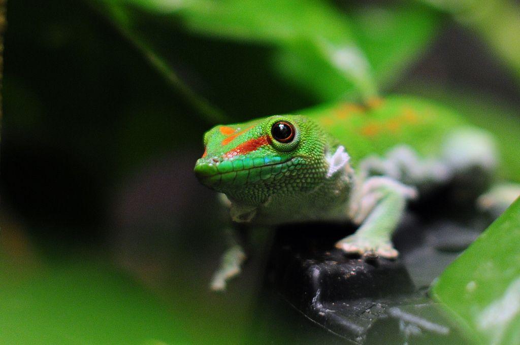 GEICO Gecko Logo - Geico Gecko | Madagascar Day Geckos can grow to nearly a foo… | Flickr