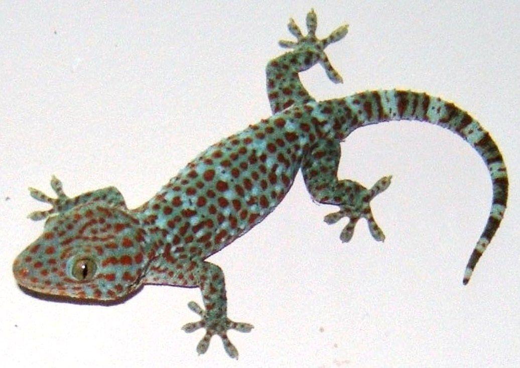 GEICO Gecko Logo - Tokay gecko