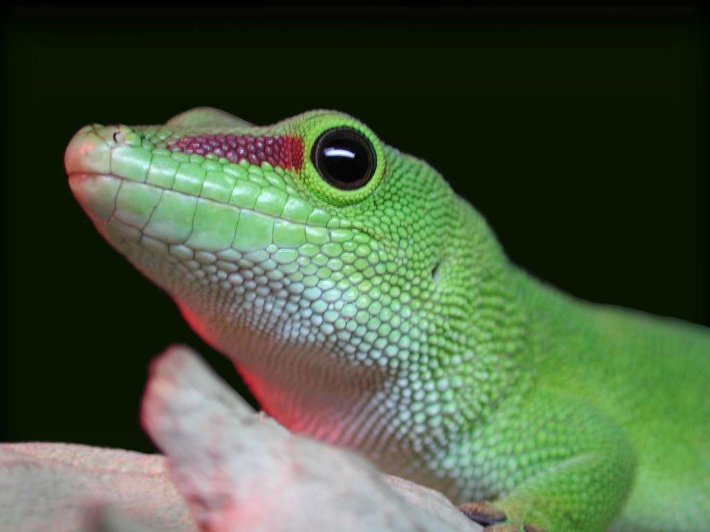 GEICO Gecko Logo - Geico Gecko | Giant Day Gecko | Scott Kinmartin | Flickr