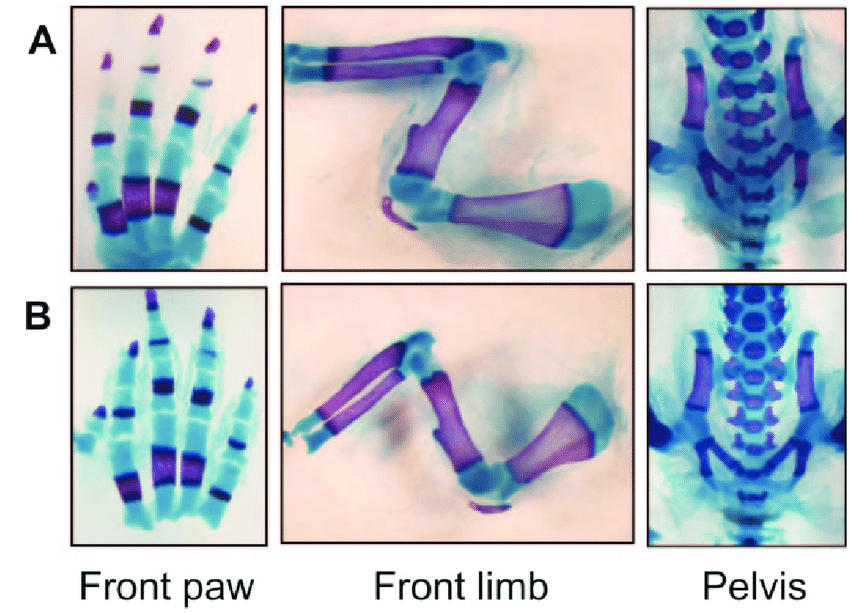 Red B Blue Paw Logo - Skeletal calcification in newborns. Alcian blue and alizarin red ...