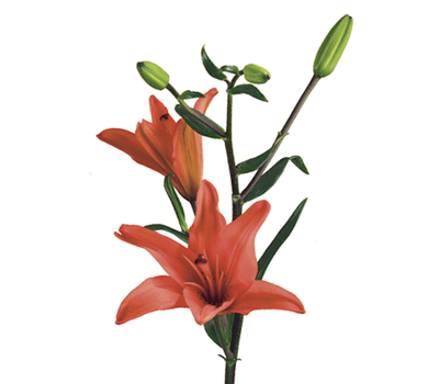 Green Petal Flower Company Red Logo - Lily Flower Meaning & Symbolism | Teleflora