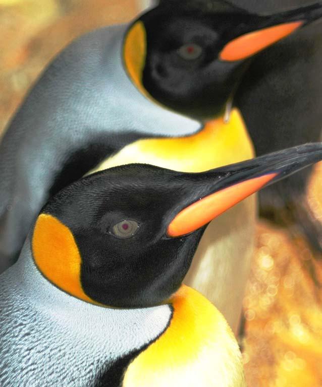 Penguin in Orange Oval Logo - Discover the King Penquin