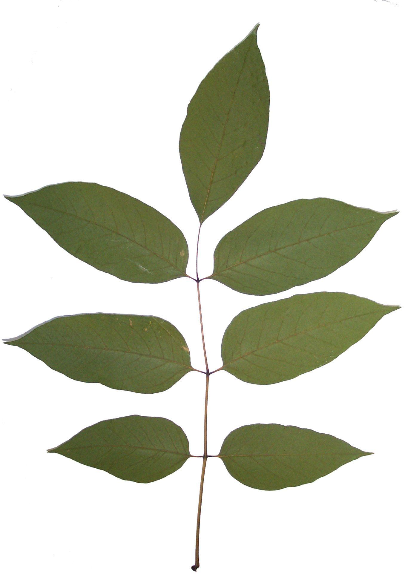 Ash Leaf Logo - Ash (Fraxinus spp.) Identification / Emerald Ash Borer / Forest ...