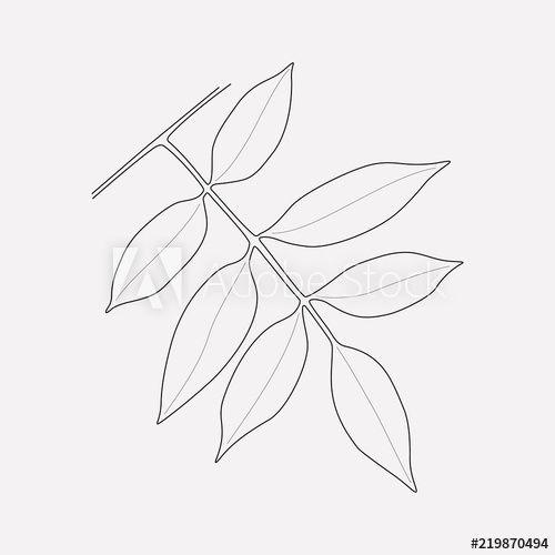 Ash Leaf Logo - Ash leaf icon line element. Vector illustration of ash leaf icon