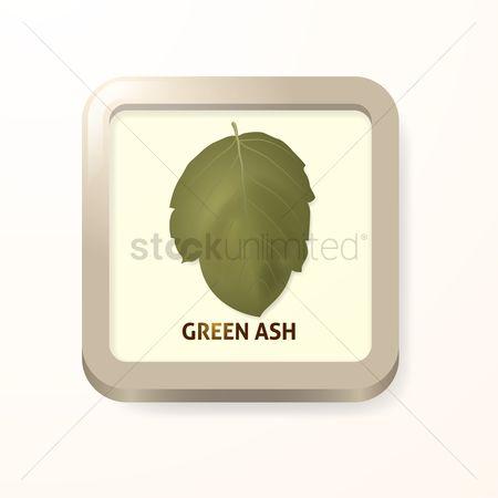 Ash Leaf Logo - Free Green Ash Leaf Stock Vectors | StockUnlimited