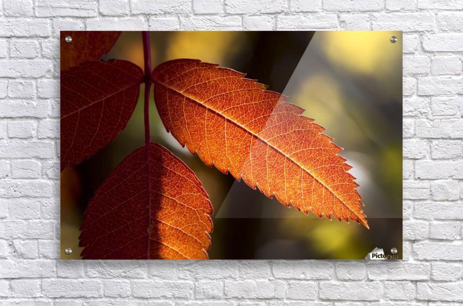 Ash Leaf Logo - Close up of colourful mountain ash leaves in autumn back lit by the ...