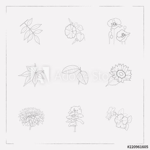 Ash Leaf Logo - Set of flora icons line style symbols with ash leaf, sunflower