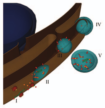 Light Blue Orange Red Sphere Logo - model for the formation of virusinduced vesicles. the blue sphere