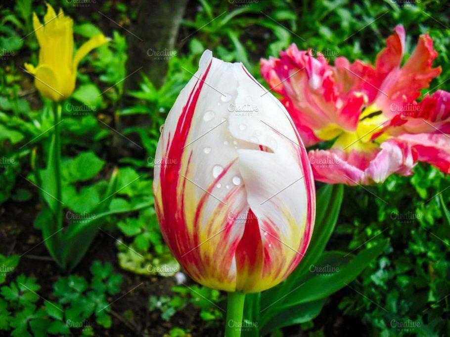 Red White and Yellow Flower Logo - Tulip red white yellow flower Nature Photo Creative Market