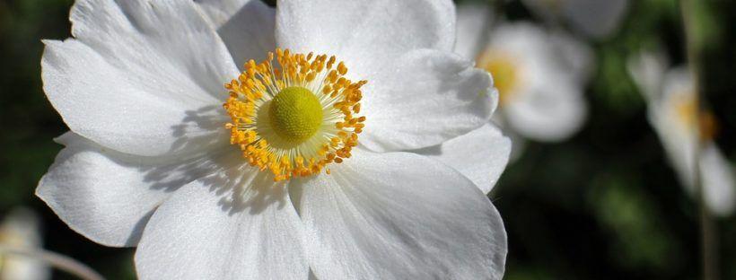Red White and Yellow Flower Logo - 45 Types of White Flowers with Pictures | FlowerGlossary.com