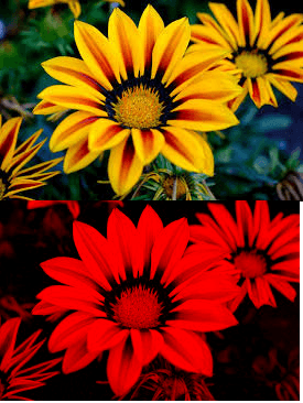 Red White and Yellow Flower Logo - When a yellow flower is seen under red light, it always appears