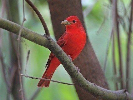 Green and Red Bird Shop Logo - Bird Bio: Summer & Scarlet Tanager — The Wood Thrush Shop