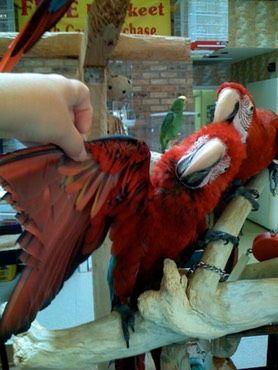Green and Red Bird Shop Logo - Bird Trimming. Kookaburra Bird Shop, LLC