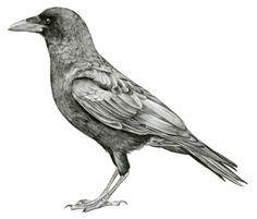 American Crow Logo - Best Raven image. Crow logo, Raven, Crows