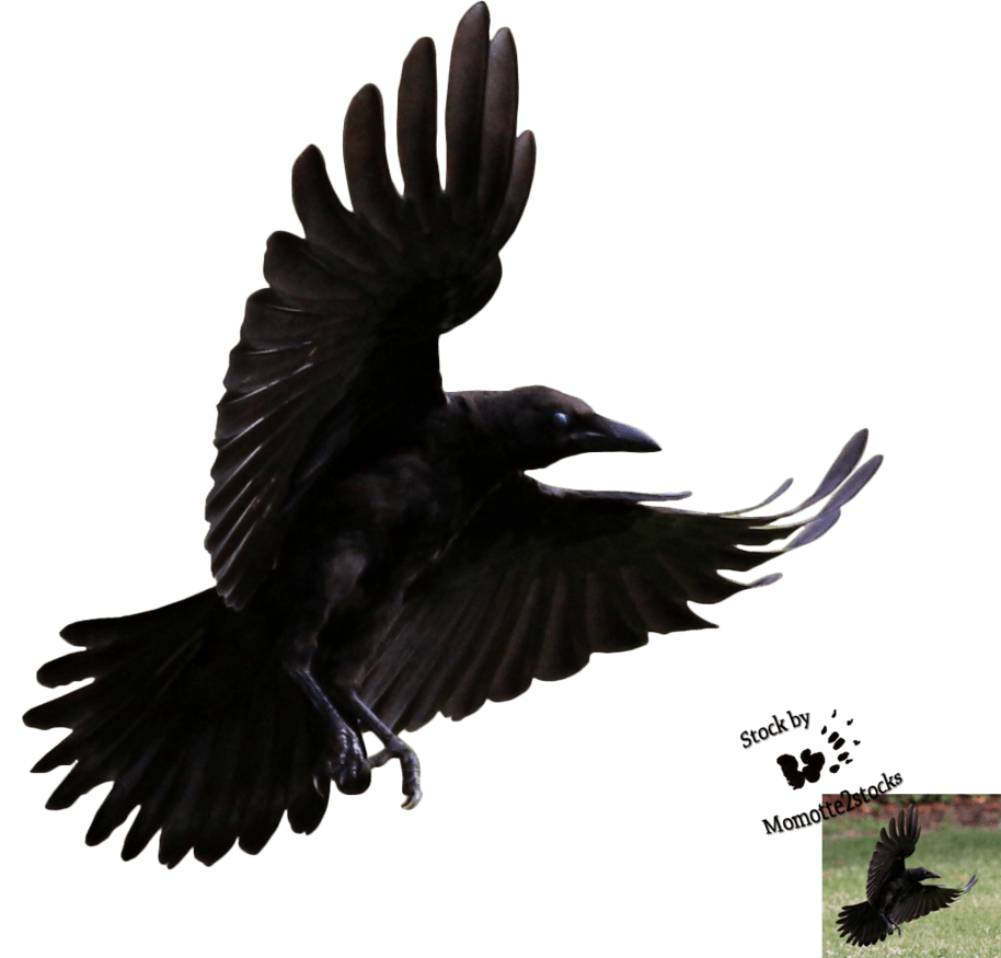 American Crow Logo - Crow Logo