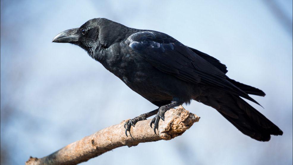 American Crow Logo - City of Nampa creates plans to deter crows crowding in downtown area
