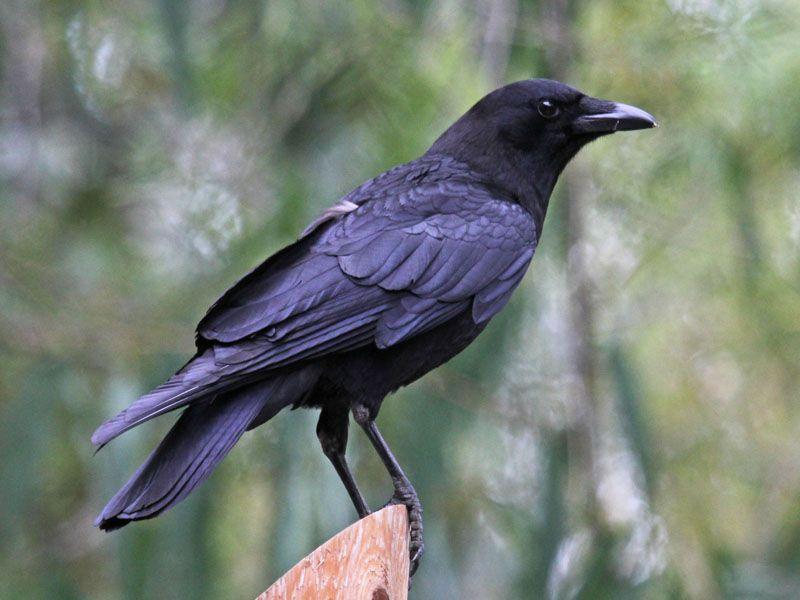 American Crow Logo - American Crow brachyrhynchos. Wildlife Journal Junior