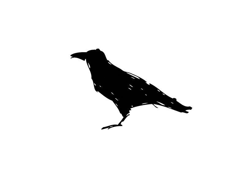 American Crow Logo - Crow by Anja Serdar | Dribbble | Dribbble