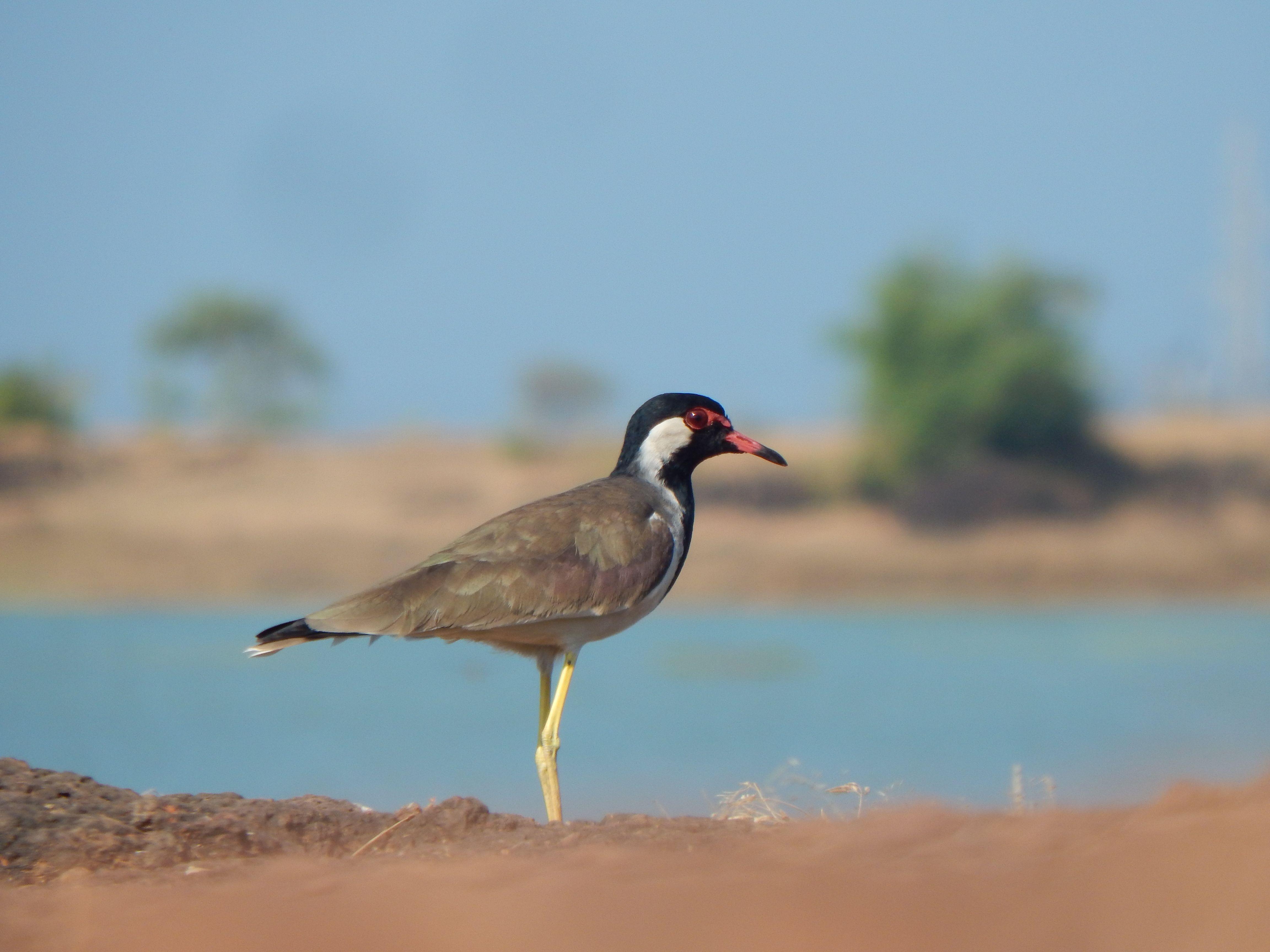 Red Flying Foot Logo - Red-wattled lapwing