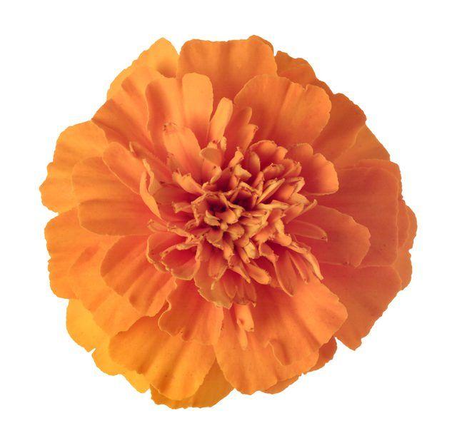 Marigold Flower Logo - Meaning of a Marigold Flower (with Pictures) | eHow