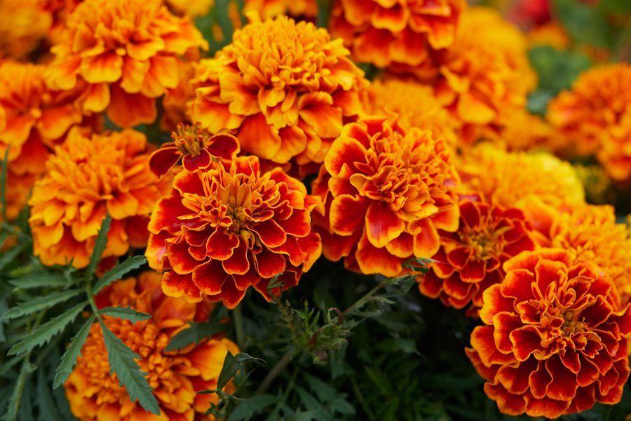 Marigold Flower Logo - Growing Marigolds – Planting & Caring for Marigold Flowers | Garden ...