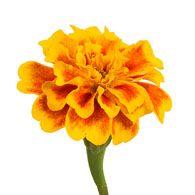 Marigold Flower Logo - Meaning of Marigolds | What do Marigold Flowers Mean?