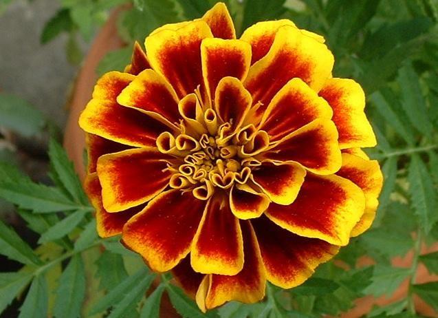 Marigold Flower Logo - October Birth Flower: Marigold