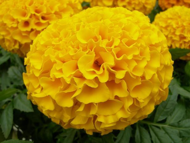 Marigold Flower Logo - Ways To Use Marigold Flowers. DIY Network Blog: Made + Remade