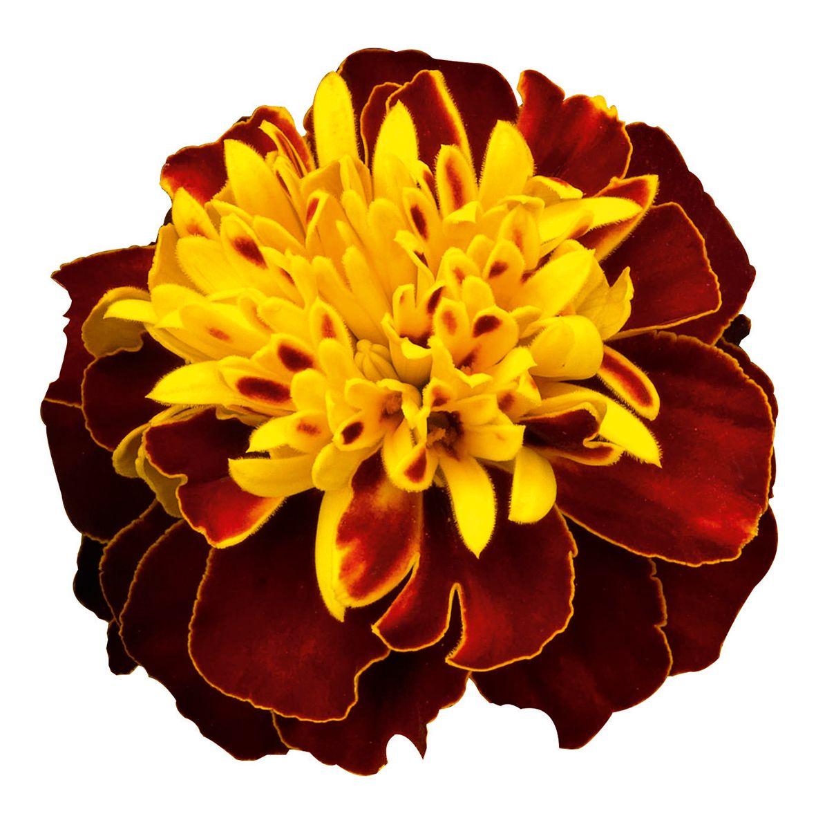 Marigold Flower Logo - Marigold Super Hero Spry | All-America Selections