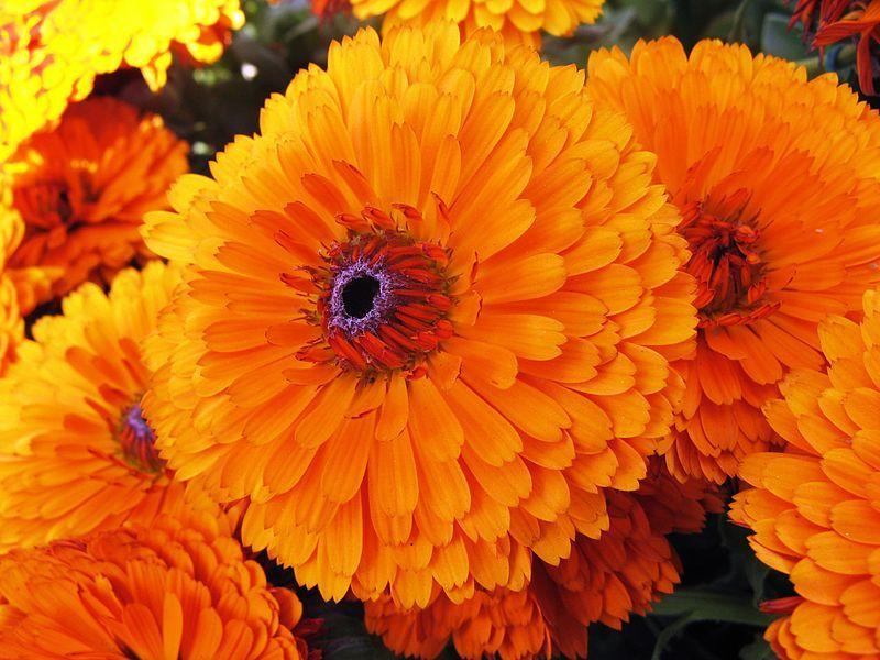 Marigold Flower Logo - Marigold Flowers