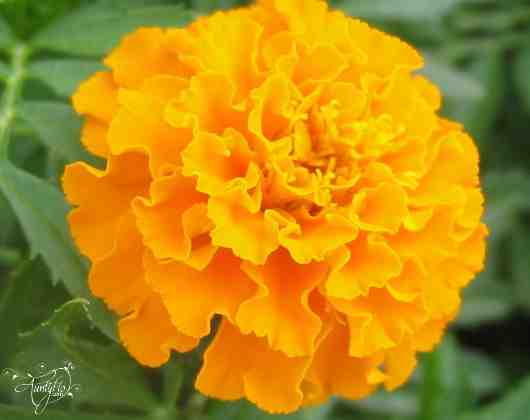 Marigold Flower Logo - Marigold Flower Meaning Dictionary | Auntyflo.com