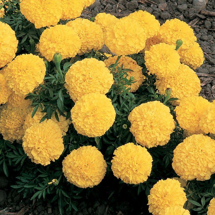 Marigold Flower Logo - Inca 2 Yellow Marigold - Flower Seeds | Veseys