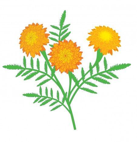 Marigold Flower Logo - Marigold flower vectors stock in format for free download 472.32KB