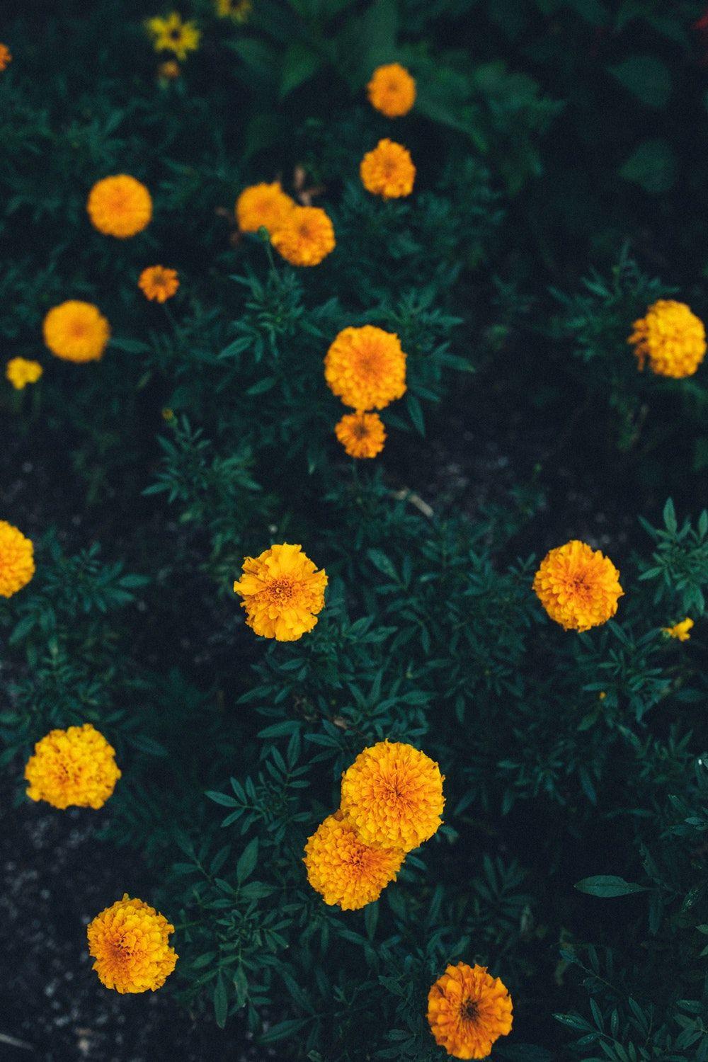 Marigold Flower Logo - Marigold Flower Pictures | Download Free Images on Unsplash