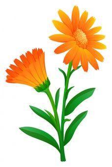Marigold Flower Logo - Marigold Vectors, Photos and PSD files | Free Download