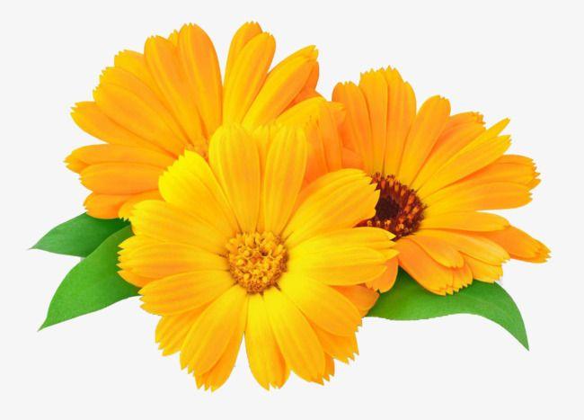 Marigold Flower Logo - Beauty Marigold Flower, Beauty Clipart, Flower Clipart, In Kind PNG ...