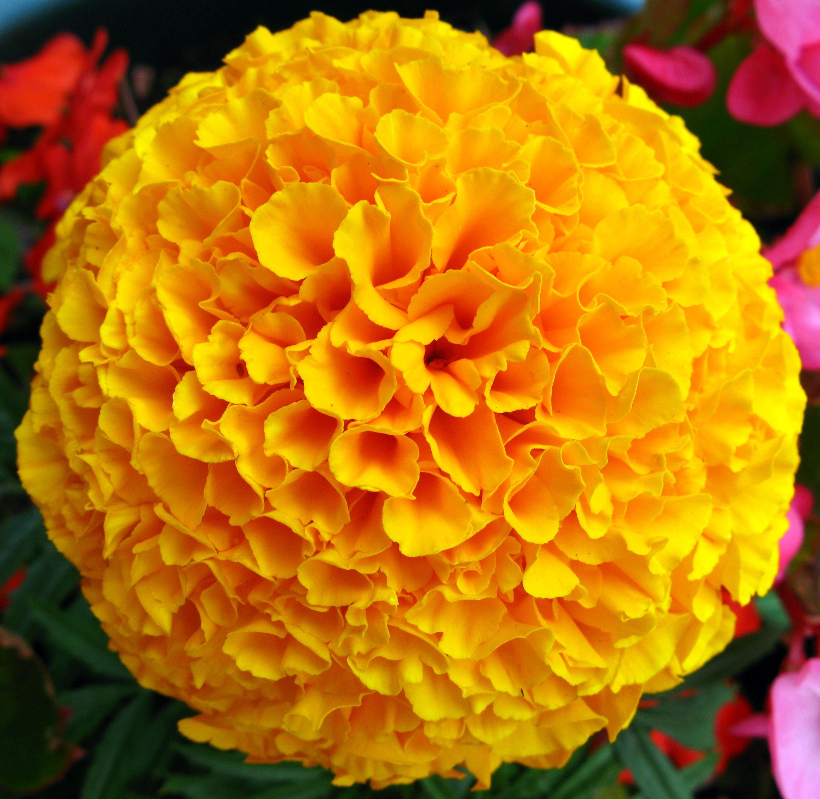 Marigold Flower Logo - Yellow French Marigold