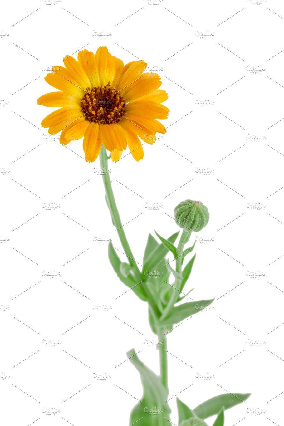 Marigold Flower Logo - Calendula. Marigold flower with leaf isolated on white background