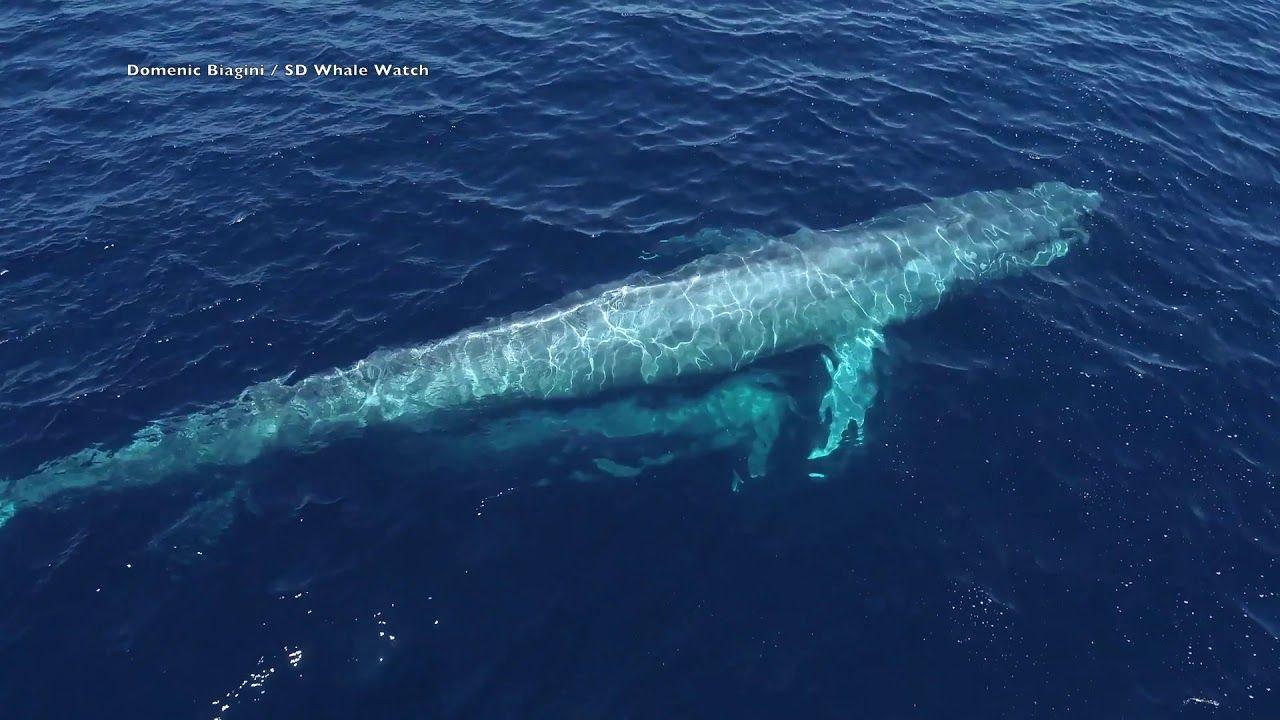 Mom and Baby Blue Logo - Stunning Drone Footage Captures Mom and Baby Blue Whales in San ...