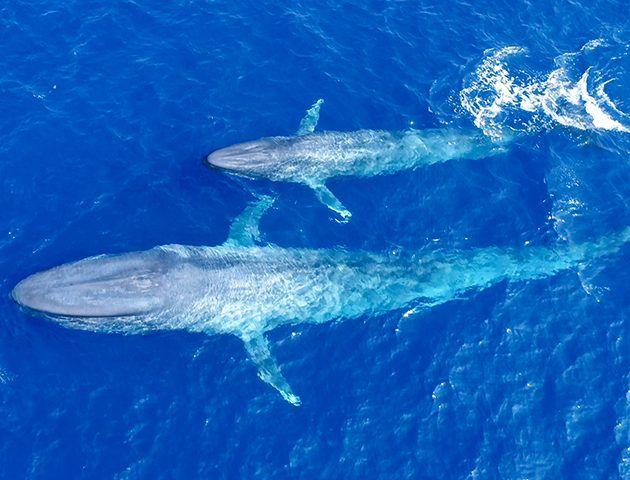 Mom and Baby Blue Logo - First ever footage of blue whale calf nursing released