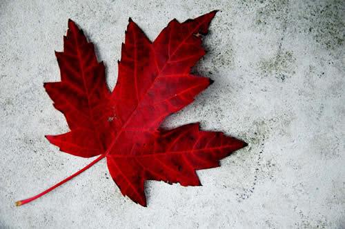 Red Maple Leaf Logo - The History of the Canadian Maple Leaf