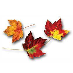 Red Maple Leaf Logo - Red Maple - The Official Website of Central Park NYC