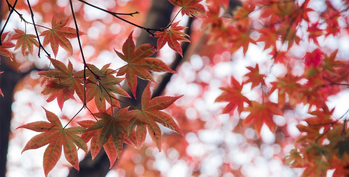 Red Maple Leaf Logo - Maple: Symbolism, Information and Planting Instructions