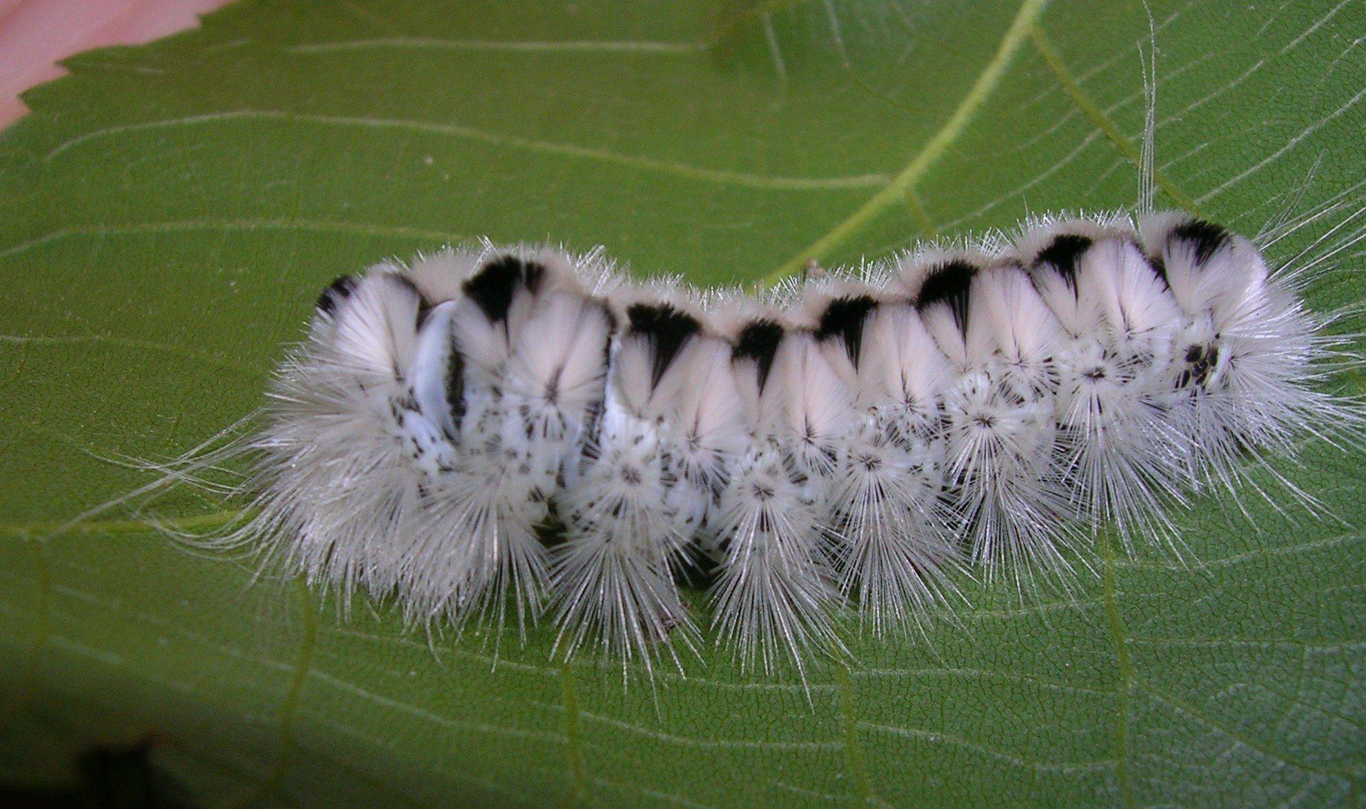 Black and White Caterpillar Logo - Hickory Tussock Caterpillar – PDHU