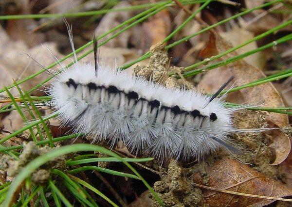 Black and White Caterpillar Logo - Entomologists: Beware of Hickory Tussock caterpillar