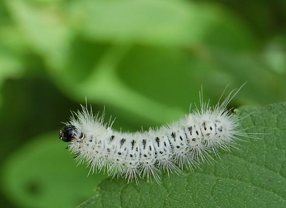 Black and White Caterpillar Logo - hairy white caterpillar black spots - Lophocampa caryae - BugGuide.Net